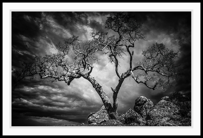 A tree in black and white weathering an approaching storm.
